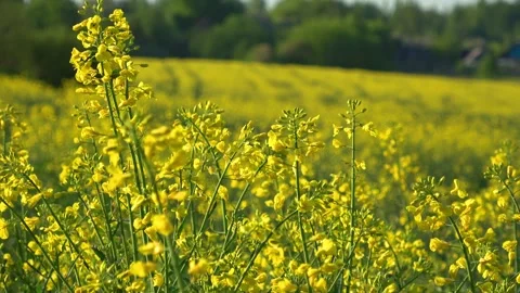 Flooded dolomite quarry Stock Footage 250930228