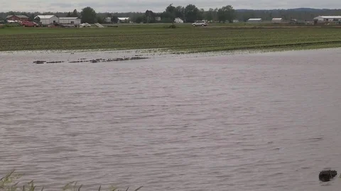 Flooded farm fields and crops damaged after heavy rain storm in Bradford Canada Stock Footage