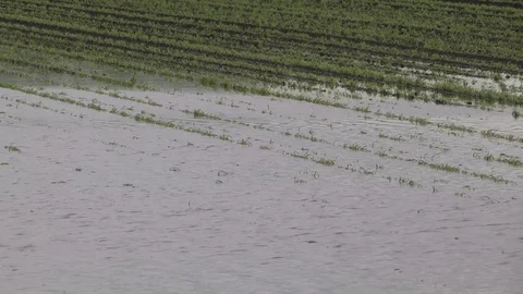 Flooded farm fields and crops damaged after heavy rain storm in Bradford Canada Stock Footage