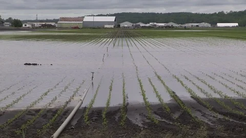 Flooded farm fields and crops damaged after heavy rain storm in Bradford Canada Stock Footage