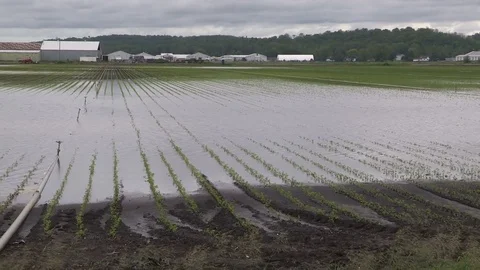 Flooded farm fields and crops damaged after heavy rain storm in Bradford Canada Stock Footage