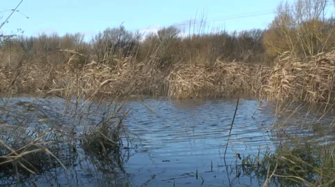 Flooded field 3 Video stock 33876753
