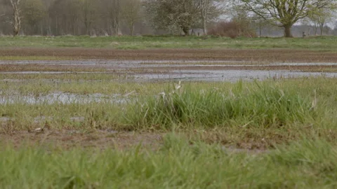Flooded field with grass tufts in foreground, low angle close-up. 4K 60fps. Stock Footage 334129145