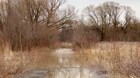 Flooded field in the park Stock Footage 238718633