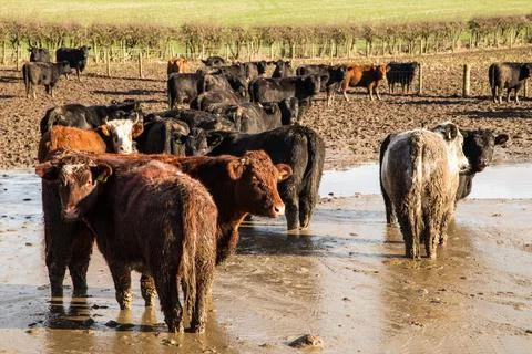A Flooded Field Stock Photos