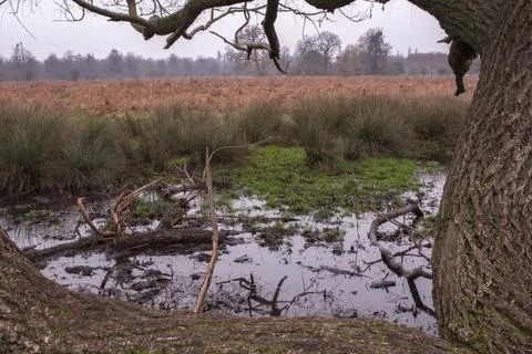 Flooded fields Foto stock