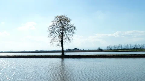 Flooded fields for rice cultivation Stock Footage 106142659