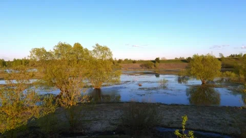 Flooded fields, river flooding, flooded forests, swampy places Stock Footage 242523416