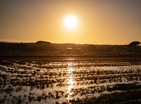 Flooded Fields at Sunset with Distant Mountains in Catalonia Fotos de archivo