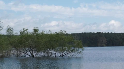 Flooded Forest 2 Video stock 107139646