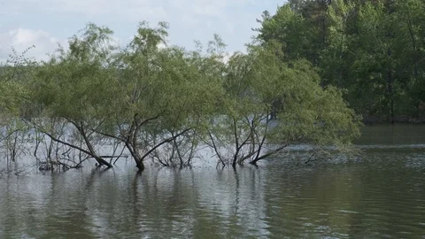 Flooded Forest 3 Stock Footage 107140245