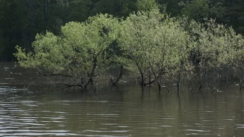 Flooded Forest 4 Video stock 107140532