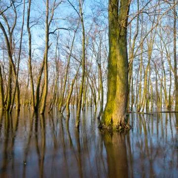 Flooded forest 6885 Stock Photos