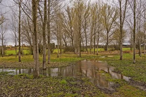 Flooded Forest with Bare Trees and Cloudy Sky Stock Photos
