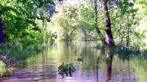 Flooded forest with a blossoming apple tree Stock Footage 76872803
