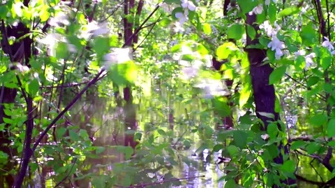 Flooded forest with a blossoming apple tree Stock Footage 76872815