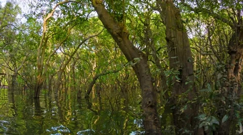 The flooded forest. cambodia 库存影片 40498137