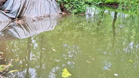 Flooded Forest Campsite Reflected in Calm Water with Ducklings Video stock 337689689