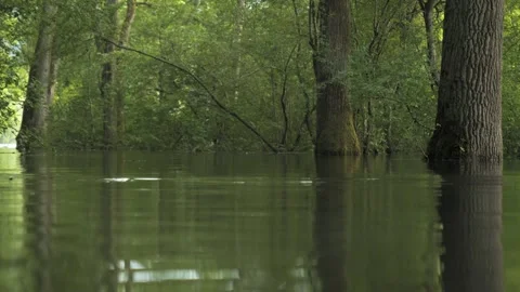 Flooded Forest Cinematic Glide – 4K Immersive Nature Stock-Footage 320835988