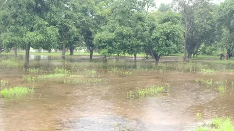 Flooded Forest Edge Serenity Stock-Footage 343909103