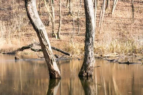 Flooded forest, - flood Stock Photos