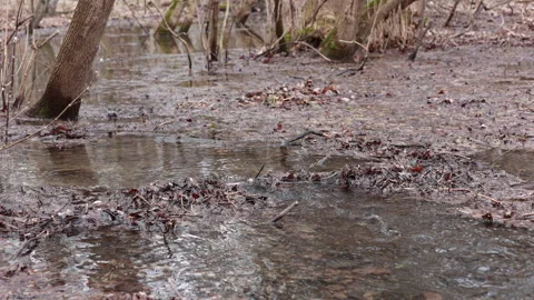 A Flooded Forest Landscape Featuring Trees Standing in Shallow Water Video stock 312955580