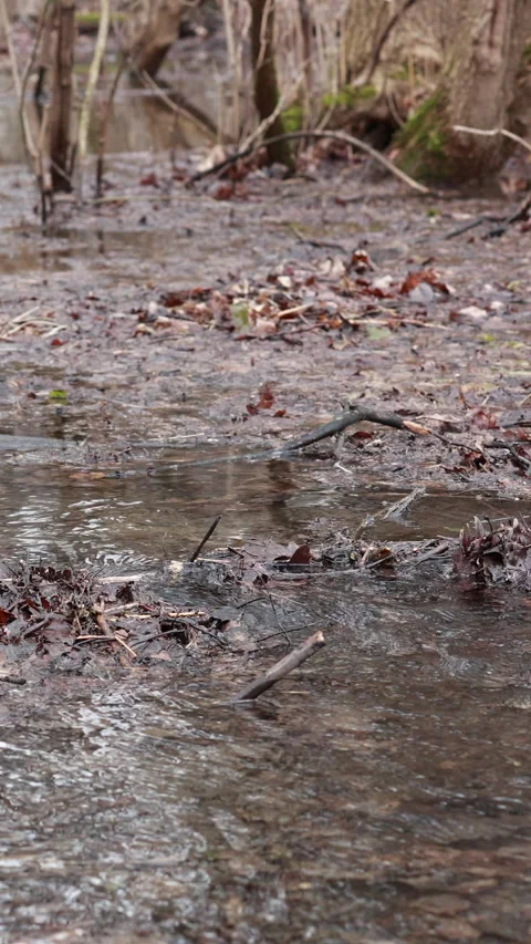 A Flooded Forest Landscape Featuring Trees Standing in Shallow Water, with Gentl Vídeos de archivo 329501517