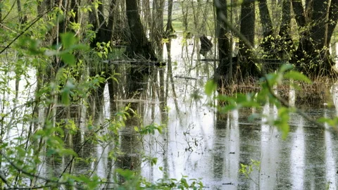 A flooded forest landscape with marsh and trees. Spring flood in the river. 4K Vidéo 92701243