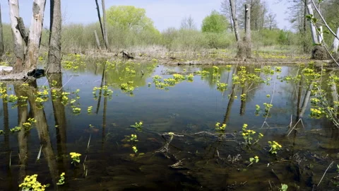 A flooded forest landscape with marsh and trees. Spring flood in the river. 4K Video stock 92703150