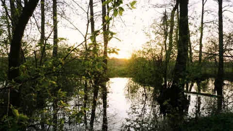 Flooded forest landscape with marsh, trees at sunset. Spring flood in river. 4K Vidéo 92795645