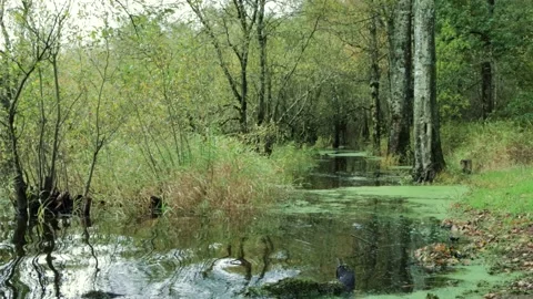 Flooded forest path Stock Footage 169642629