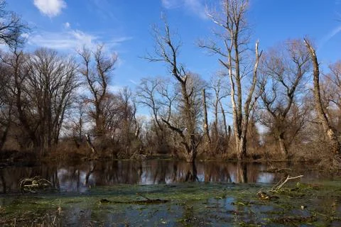 Flooded forest Stock Photos