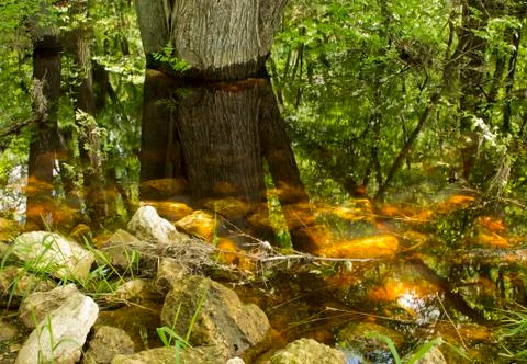Flooded forest Photos