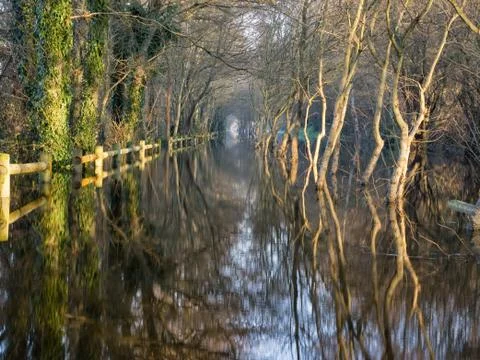 A flooded forest Stock Photos
