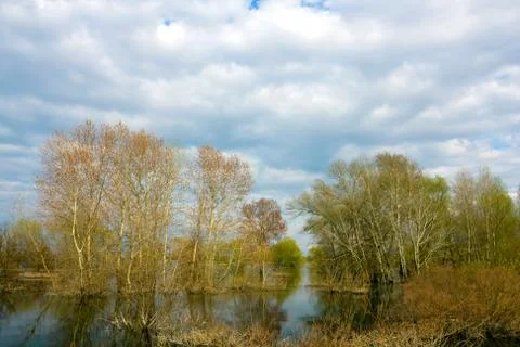 Flooded forest Stock Photos