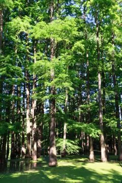 Flooded forest Stock Photos