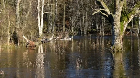 Flooded forest river Stock Footage 84759838