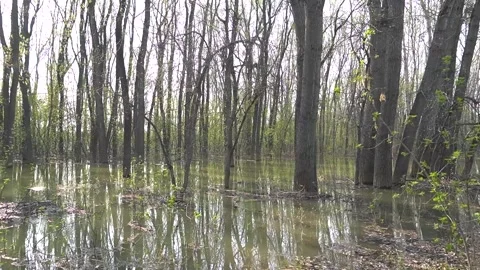 Flooded forest. river overflowed its banks or river flooding forest Stock Footage 274816867