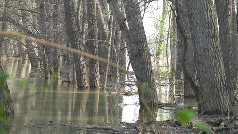 Flooded forest. river overflowed its banks or river flooding forest. trees Stock Footage 282712910