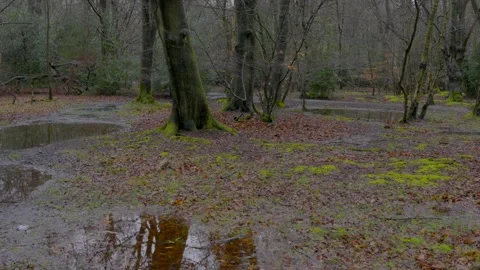 Flooded Forest Scene Stock Footage 267884660