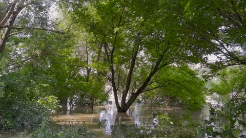 A flooded forest scene with trees and bushes submerged in water, sunlight 動画素材 301542297