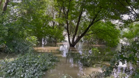 A flooded forest scene with trees and bushes submerged in water Video stock 302195296
