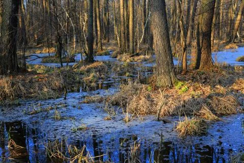 Flooded forest in spring Stock-Fotos