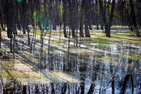 Flooded forest in spring time Stock Photos