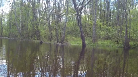 Flooded forest at springtime Stock Footage 49912081