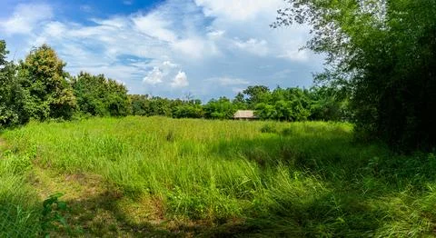 Flooded forest streams Stock-Fotos