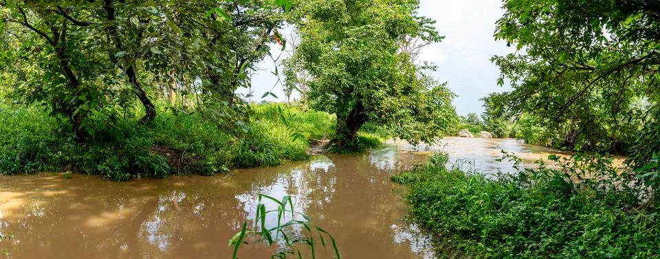 Flooded forest streams Stock Photos