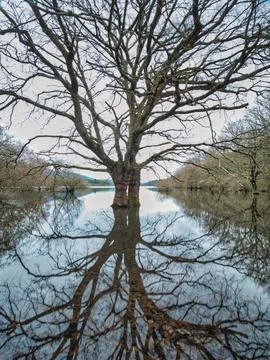 Flooded forest with stunning tree reflection - A dramatic wide shot of a fl.. Stock Photos