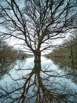 Flooded forest with stunning tree reflection - A dramatic wide shot of a fl.. 스톡 사진