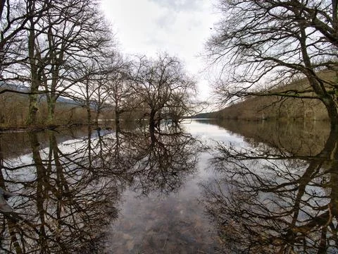 Flooded forest with stunning tree reflection - A dramatic wide shot of a fl.. Stock Photos